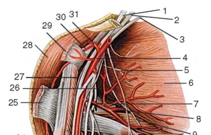 Плечове сплетення Довгий грудний нерв анатомія